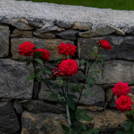 Oásis Fonte Grande Santo Antonio (Sao Miguel)